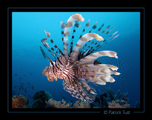 Lionfish  in Marsa Shagra - Egypt - Canon S90 with hand t... by Patrick Tutt 